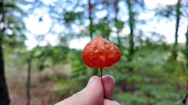 Birinin elinde Ciplukan 