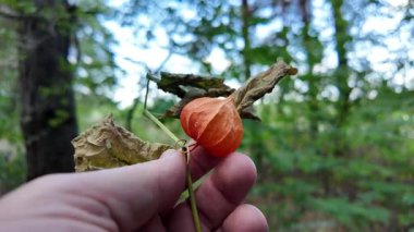 Birinin elinde Ciplukan 