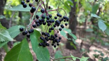 Güzel mürver kümeleri. Siyah mürver. Çalı üzerinde kara dutlar. Yüksek çözünürlüklü görüntü. video 4k. Çalı üzerinde böğürtlen. Kurutulmuş böğürtlen.