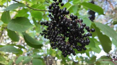 Güzel mürver kümeleri. Siyah mürver. Çalı üzerinde kara dutlar. Yüksek çözünürlüklü görüntü. video 4k. Çalı üzerinde böğürtlen. Kurutulmuş böğürtlen.