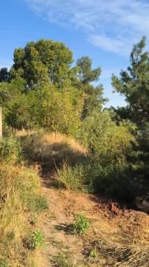 Gölün kenarında dikey video 4k. Nehir uçurumu. Mavi gökyüzü ve nehirdeki güzel su. Göl kenarında yürüyüş. Nehrin kıyısına yürü. Ukrayna.