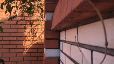 Tuğla çit ve tırmanma sarmaşığı, yaprakların ucunda klipslerle pürüzsüz beton duvarlarda, Kırmızı Tuğla Çitleri ve Yeşil Tırmanma Santralleri arasında yürüyen yolda yetişir..