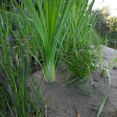 Tırmık. Nehir kıyısında yeşil sazlıklar. Kum ve sazlıklar. Halka açık bir parkta sazlıkların olduğu hoş bir manzara. Aktinoscirpus grossus (ayrıca Mensiang olarak da bilinir, Greater club-rush, Giant bulrush.