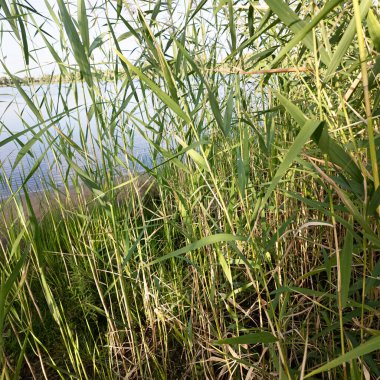 Tırmık. Nehir kıyısında yeşil sazlıklar. Kum ve sazlıklar. Halka açık bir parkta sazlıkların olduğu hoş bir manzara. Aktinoscirpus grossus (ayrıca Mensiang olarak da bilinir, Greater club-rush, Giant bulrush.