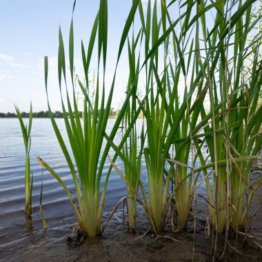 Tırmık. Nehir kıyısında yeşil sazlıklar. Kum ve sazlıklar. Halka açık bir parkta sazlıkların olduğu hoş bir manzara. Aktinoscirpus grossus (ayrıca Mensiang olarak da bilinir, Greater club-rush, Giant bulrush.
