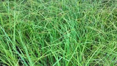 Tırmık. Nehir kıyısında yeşil sazlıklar. Kum ve sazlıklar. Halka açık bir parkta sazlıkların olduğu hoş bir manzara. Aktinoscirpus grossus (ayrıca Mensiang olarak da bilinir, Greater club-rush, Giant bulrush.