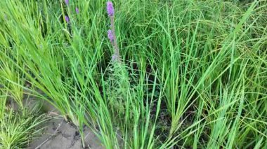 Tırmık. Nehir kıyısında yeşil sazlıklar. Kum ve sazlıklar. Halka açık bir parkta sazlıkların olduğu hoş bir manzara. Aktinoscirpus grossus (ayrıca Mensiang olarak da bilinir, Greater club-rush, Giant bulrush.