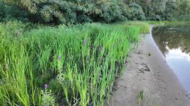 Tırmık. Nehir kıyısında yeşil sazlıklar. Kum ve sazlıklar. Halka açık bir parkta sazlıkların olduğu hoş bir manzara. Aktinoscirpus grossus (ayrıca Mensiang olarak da bilinir, Greater club-rush, Giant bulrush.