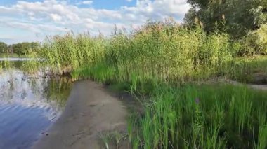 Tırmık. Nehir kıyısında yeşil sazlıklar. Kum ve sazlıklar. Halka açık bir parkta sazlıkların olduğu hoş bir manzara. Aktinoscirpus grossus (ayrıca Mensiang olarak da bilinir, Greater club-rush, Giant bulrush.
