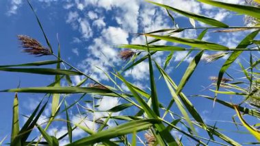 Tırmık. Nehir kıyısında yeşil sazlıklar. Kum ve sazlıklar. Halka açık bir parkta sazlıkların olduğu hoş bir manzara. Aktinoscirpus grossus (ayrıca Mensiang olarak da bilinir, Greater club-rush, Giant bulrush.