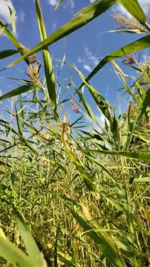 Tırmık. Nehir kıyısında yeşil sazlıklar. Kum ve sazlıklar. Halka açık bir parkta sazlıkların olduğu hoş bir manzara. Aktinoscirpus grossus (ayrıca Mensiang olarak da bilinir, Greater club-rush, Giant bulrush.