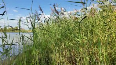Tırmık. Nehir kıyısında yeşil sazlıklar. Kum ve sazlıklar. Halka açık bir parkta sazlıkların olduğu hoş bir manzara. Aktinoscirpus grossus (ayrıca Mensiang olarak da bilinir, Greater club-rush, Giant bulrush.