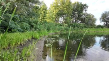 Tırmık. Nehir kıyısında yeşil sazlıklar. Kum ve sazlıklar. Halka açık bir parkta sazlıkların olduğu hoş bir manzara. Aktinoscirpus grossus (ayrıca Mensiang olarak da bilinir, Greater club-rush, Giant bulrush.