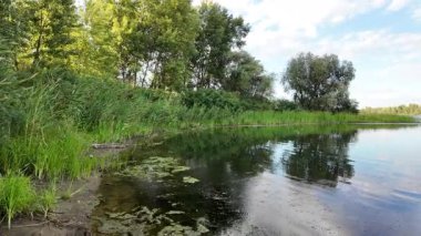 Tırmık. Nehir kıyısında yeşil sazlıklar. Kum ve sazlıklar. Halka açık bir parkta sazlıkların olduğu hoş bir manzara. Aktinoscirpus grossus (ayrıca Mensiang olarak da bilinir, Greater club-rush, Giant bulrush.