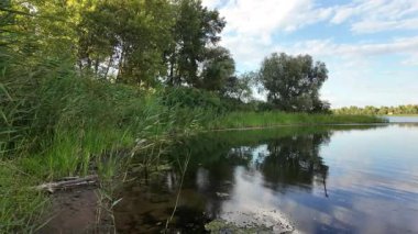 Tırmık. Nehir kıyısında yeşil sazlıklar. Kum ve sazlıklar. Halka açık bir parkta sazlıkların olduğu hoş bir manzara. Aktinoscirpus grossus (ayrıca Mensiang olarak da bilinir, Greater club-rush, Giant bulrush.