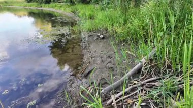 Tırmık. Nehir kıyısında yeşil sazlıklar. Kum ve sazlıklar. Halka açık bir parkta sazlıkların olduğu hoş bir manzara. Aktinoscirpus grossus (ayrıca Mensiang olarak da bilinir, Greater club-rush, Giant bulrush.