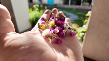 Avucunun içinde parlak çiçeklerin yaprakları. Adam elinde çiçekleri tutuyor. Çiçek tohumu ve yaprakları. Parfüm, yağ ve çay için toplanan renkli gül yaprakları. Endüstriyel tarım, üretim. 