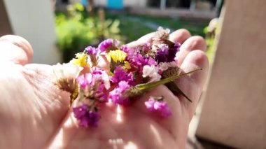 Avucunun içinde parlak çiçeklerin yaprakları. Adam elinde çiçekleri tutuyor. Çiçek tohumu ve yaprakları. Parfüm, yağ ve çay için toplanan renkli gül yaprakları. Endüstriyel tarım, üretim. 
