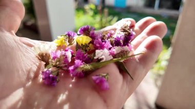 Avucunun içinde parlak çiçeklerin yaprakları. Adam elinde çiçekleri tutuyor. Çiçek tohumu ve yaprakları. Parfüm, yağ ve çay için toplanan renkli gül yaprakları. Endüstriyel tarım, üretim. 