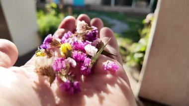 Avucunun içinde parlak çiçeklerin yaprakları. Adam elinde çiçekleri tutuyor. Çiçek tohumu ve yaprakları. Parfüm, yağ ve çay için toplanan renkli gül yaprakları. Endüstriyel tarım, üretim. 