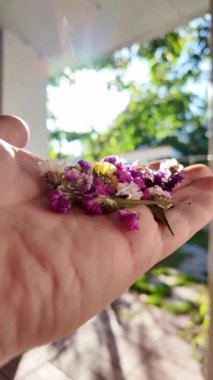 Avucunun içinde parlak çiçeklerin yaprakları. Adam elinde çiçekleri tutuyor. Çiçek tohumu ve yaprakları. Parfüm, yağ ve çay için toplanan renkli gül yaprakları. Endüstriyel tarım, üretim. 