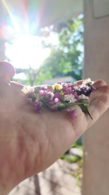 Avucunun içinde parlak çiçeklerin yaprakları. Adam elinde çiçekleri tutuyor. Çiçek tohumu ve yaprakları. Parfüm, yağ ve çay için toplanan renkli gül yaprakları. Endüstriyel tarım, üretim. 