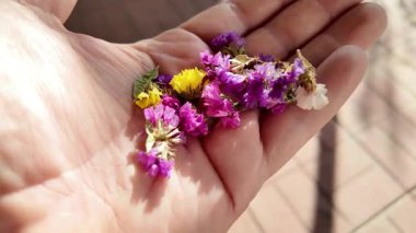 Avucunun içinde parlak çiçeklerin yaprakları. Adam elinde çiçekleri tutuyor. Çiçek tohumu ve yaprakları. Parfüm, yağ ve çay için toplanan renkli gül yaprakları. Endüstriyel tarım, üretim. 