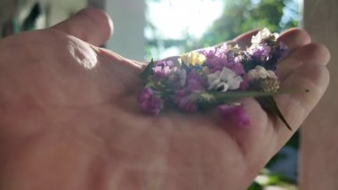 Avucunun içinde parlak çiçeklerin yaprakları. Adam elinde çiçekleri tutuyor. Çiçek tohumu ve yaprakları. Parfüm, yağ ve çay için toplanan renkli gül yaprakları. Endüstriyel tarım, üretim. 