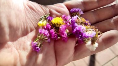 Avucunun içinde parlak çiçeklerin yaprakları. Adam elinde çiçekleri tutuyor. Çiçek tohumu ve yaprakları. Parfüm, yağ ve çay için toplanan renkli gül yaprakları. Endüstriyel tarım, üretim. 