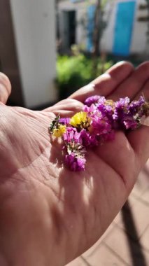 Avucunun içinde parlak çiçeklerin yaprakları. Adam elinde çiçekleri tutuyor. Çiçek tohumu ve yaprakları. Parfüm, yağ ve çay için toplanan renkli gül yaprakları. Endüstriyel tarım, üretim. 