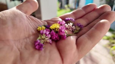 Avucunun içinde parlak çiçeklerin yaprakları. Adam elinde çiçekleri tutuyor. Çiçek tohumu ve yaprakları. Parfüm, yağ ve çay için toplanan renkli gül yaprakları. Endüstriyel tarım, üretim. 