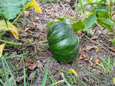 Olgun tereyağlı kabak nemli topraklarda uzanır, geniş yeşil yapraklarla çevrili dokulu damarlarla. Canlı bir bahçe anı doğal büyüme, organik tarım ve mevsimsel bolluğu yakalıyor..