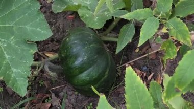 Olgun tereyağlı kabak nemli topraklarda uzanır, geniş yeşil yapraklarla çevrili dokulu damarlarla. Canlı bir bahçe anı doğal büyüme, organik tarım ve mevsimsel bolluğu yakalıyor..
