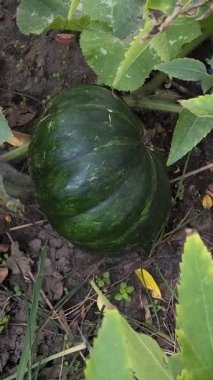 Olgun tereyağlı kabak nemli topraklarda uzanır, geniş yeşil yapraklarla çevrili dokulu damarlarla. Canlı bir bahçe anı doğal büyüme, organik tarım ve mevsimsel bolluğu yakalıyor..