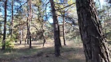 Güneşli havada çam sonbahar ormanı. 4K video, 60 fps. Hareket bulanıklığı. Sinematik. Ormanda birinci şahıs yürüyüşü. Birinci şahıs videosu. Yürüyüş. Doğa manzarası. Güneşte uzun ağaçlar.