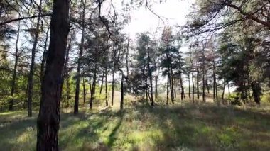 Güneşli havada çam sonbahar ormanı. 4K video, 60 fps. Hareket bulanıklığı. Sinematik. Ormanda birinci şahıs yürüyüşü. Birinci şahıs videosu. Yürüyüş. Doğa manzarası. Güneşte uzun ağaçlar.