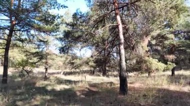 Güneşli havada çam sonbahar ormanı. 4K video, 60 fps. Hareket bulanıklığı. Sinematik. Ormanda birinci şahıs yürüyüşü. Birinci şahıs videosu. Yürüyüş. Doğa manzarası. Güneşte uzun ağaçlar.