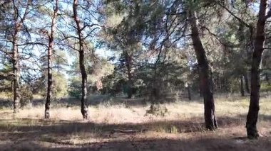 Güneşli havada çam sonbahar ormanı. 4K video, 60 fps. Hareket bulanıklığı. Sinematik. Ormanda birinci şahıs yürüyüşü. Birinci şahıs videosu. Yürüyüş. Doğa manzarası. Güneşte uzun ağaçlar.