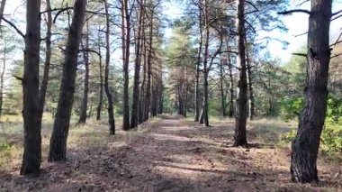 Güneşli havada çam sonbahar ormanı. 4K video, 60 fps. Hareket bulanıklığı. Sinematik. Ormanda birinci şahıs yürüyüşü. Birinci şahıs videosu. Yürüyüş. Doğa manzarası. Güneşte uzun ağaçlar.