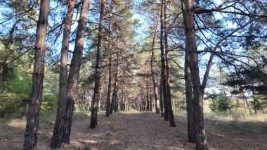 Güneşli havada çam sonbahar ormanı. 4K video, 60 fps. Hareket bulanıklığı. Sinematik. Ormanda birinci şahıs yürüyüşü. Birinci şahıs videosu. Yürüyüş. Doğa manzarası. Güneşte uzun ağaçlar.