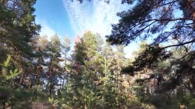 Güneşli havada çam sonbahar ormanı. 4K video, 60 fps. Hareket bulanıklığı. Sinematik. Ormanda birinci şahıs yürüyüşü. Birinci şahıs videosu. Yürüyüş. Doğa manzarası. Güneşte uzun ağaçlar.