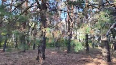 Güneşli havada çam sonbahar ormanı. 4K video, 60 fps. Hareket bulanıklığı. Sinematik. Ormanda birinci şahıs yürüyüşü. Birinci şahıs videosu. Yürüyüş. Doğa manzarası. Güneşte uzun ağaçlar.