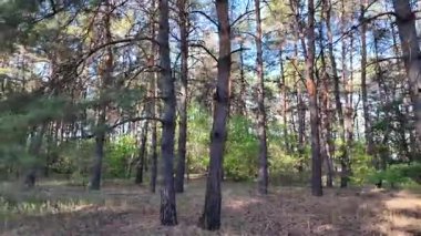 Güneşli havada çam sonbahar ormanı. 4K video, 60 fps. Hareket bulanıklığı. Sinematik. Ormanda birinci şahıs yürüyüşü. Birinci şahıs videosu. Yürüyüş. Doğa manzarası. Güneşte uzun ağaçlar.