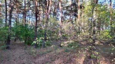 Güneşli havada çam sonbahar ormanı. 4K video, 60 fps. Hareket bulanıklığı. Sinematik. Ormanda birinci şahıs yürüyüşü. Birinci şahıs videosu. Yürüyüş. Doğa manzarası. Güneşte uzun ağaçlar.