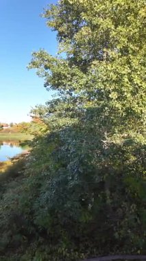 Altın güneş ışığı, bereketli sonbahar ağaçları tarafından çerçevelenmiş sakin bir nehri yıkıyor. Sakin suda yansımalar parıldıyor, bu sakin orman manzarasında huzur ve sükuneti davet ediyor..