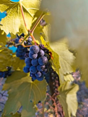 Olgun koyu üzümler, büyük yeşil yapraklarla çevrili metal bir çitle çevrili bir sarmaşığa asılmış. Güneş ışığı turkuaz arka planda canlı bir karşıtlık oluşturarak parlak meyveleri vurgular.