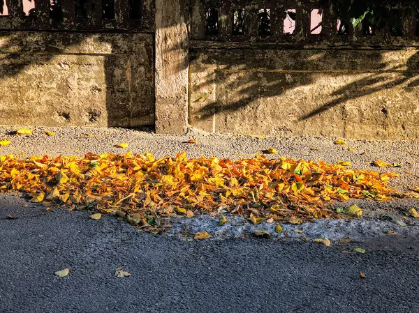 Bir yığın sarı ve kahverengi sonbahar yaprakları eskimiş taş bir çitin yanındaki asfalt bir sokakta duruyor. Sıcak güneş ışığı uzun gölgeler oluşturur, mevsimsel dokuları ve sakin şehir ortamını vurgular..
