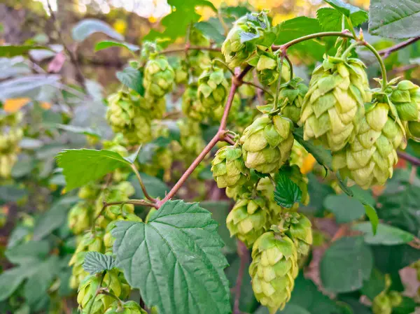 Yeşil kozalaklar, yemyeşil yapraklarla çevrili kırmızımsı kahverengi sarmaşıklardan sarkıyor. Kümelenmiş koniler olgunluğun çeşitli aşamalarında, yumuşak güneş ışığıyla yıkanmışlardır., 