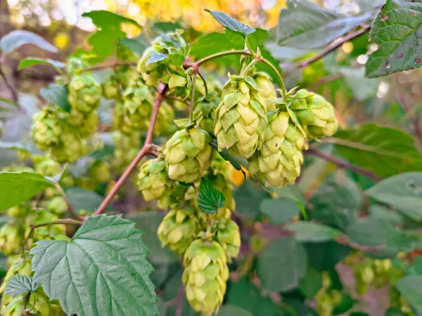 Yeşil kozalaklar, yemyeşil yapraklarla çevrili kırmızımsı kahverengi sarmaşıklardan sarkıyor. Kümelenmiş koniler olgunluğun çeşitli aşamalarında, yumuşak güneş ışığıyla yıkanmışlardır., 