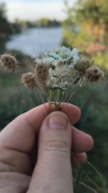 Bir el, yemyeşil bir zemin ve mavi gökyüzüne karşı küçük bir buket kır çiçeği ve tohum kafalar tutuyor. Kurumuş ve taze çiçeklerin karışımı doğayı, sessiz cazibeyi ve mevsimsel geçişi yakalar..